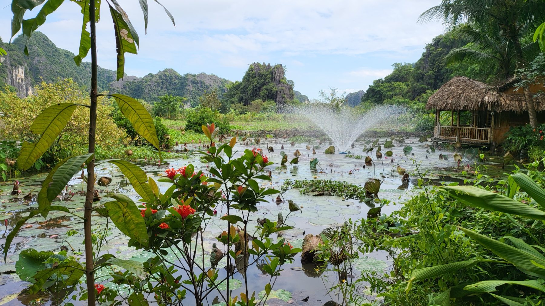 Lotus pond, karst mountains and a bamboo hut at Tam Coc, Ninh Binh